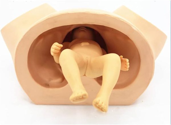 41q31D3j0UL._AC_UF894,1000_QL80_ Childbirth Simulator Manikin, Advanced Midwifery Training Model for Nursing Medical Teaching