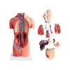 Human Anatomy Torso Model – Full Body Educational Model Manikin