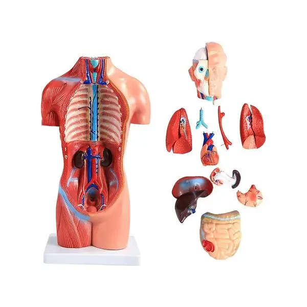 Human Anatomy Torso Model – Full Body Educational Model Manikin