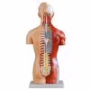 Human Anatomy Torso Model – Full Body Educational Model Manikin