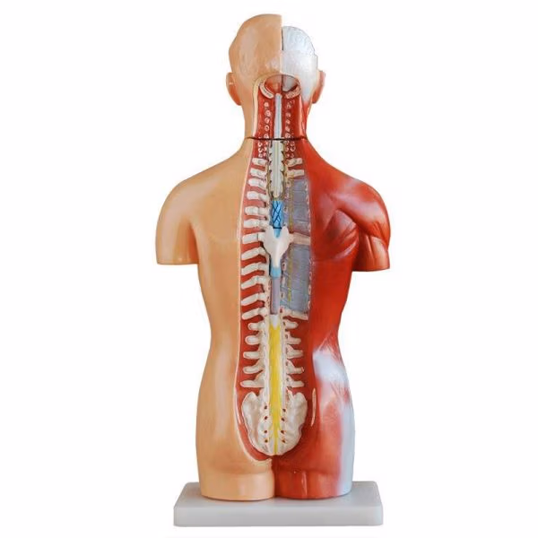Human Anatomy Torso Model – Full Body Educational Model Manikin