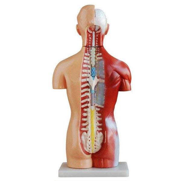 Human Anatomy Torso Model – Full Body Educational Model Manikin