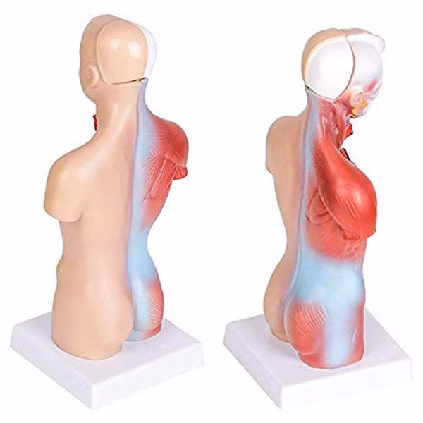 Human Anatomy Torso Model – Full Body Educational Model Manikin