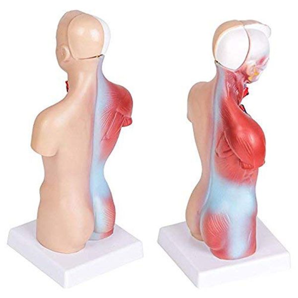 Human Anatomy Torso Model – Full Body Educational Model Manikin