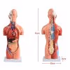 Human Anatomy Torso Model – Full Body Educational Model Manikin