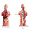 Human Anatomy Torso Model – Full Body Educational Model Manikin
