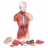 Human Anatomy Torso Model – Full Body Educational Model Manikin