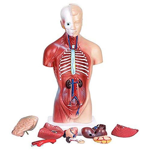 Human Anatomy Torso Model – Full Body Educational Model Manikin