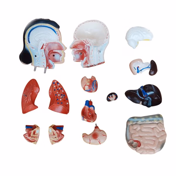 Human Anatomy Torso Model – Full Body Educational Model Manikin