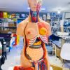 Human anatomy torso model