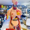 Human anatomy torso model