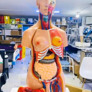 Human anatomy torso model