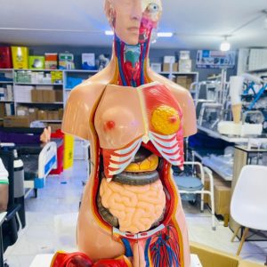 Organ Manikin Human anatomy torso model