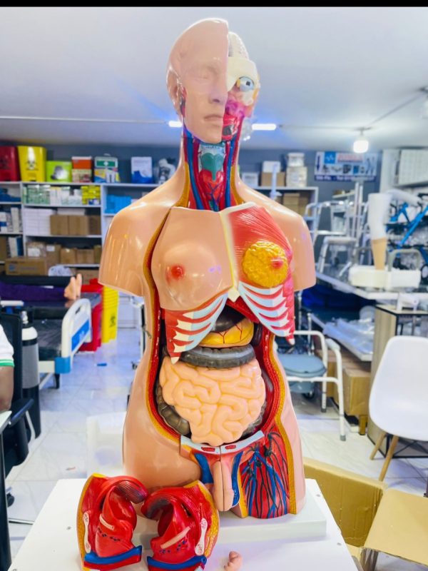 Human anatomy torso model
