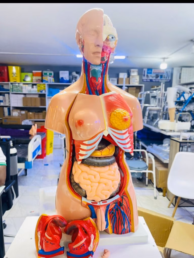 Human anatomy torso model